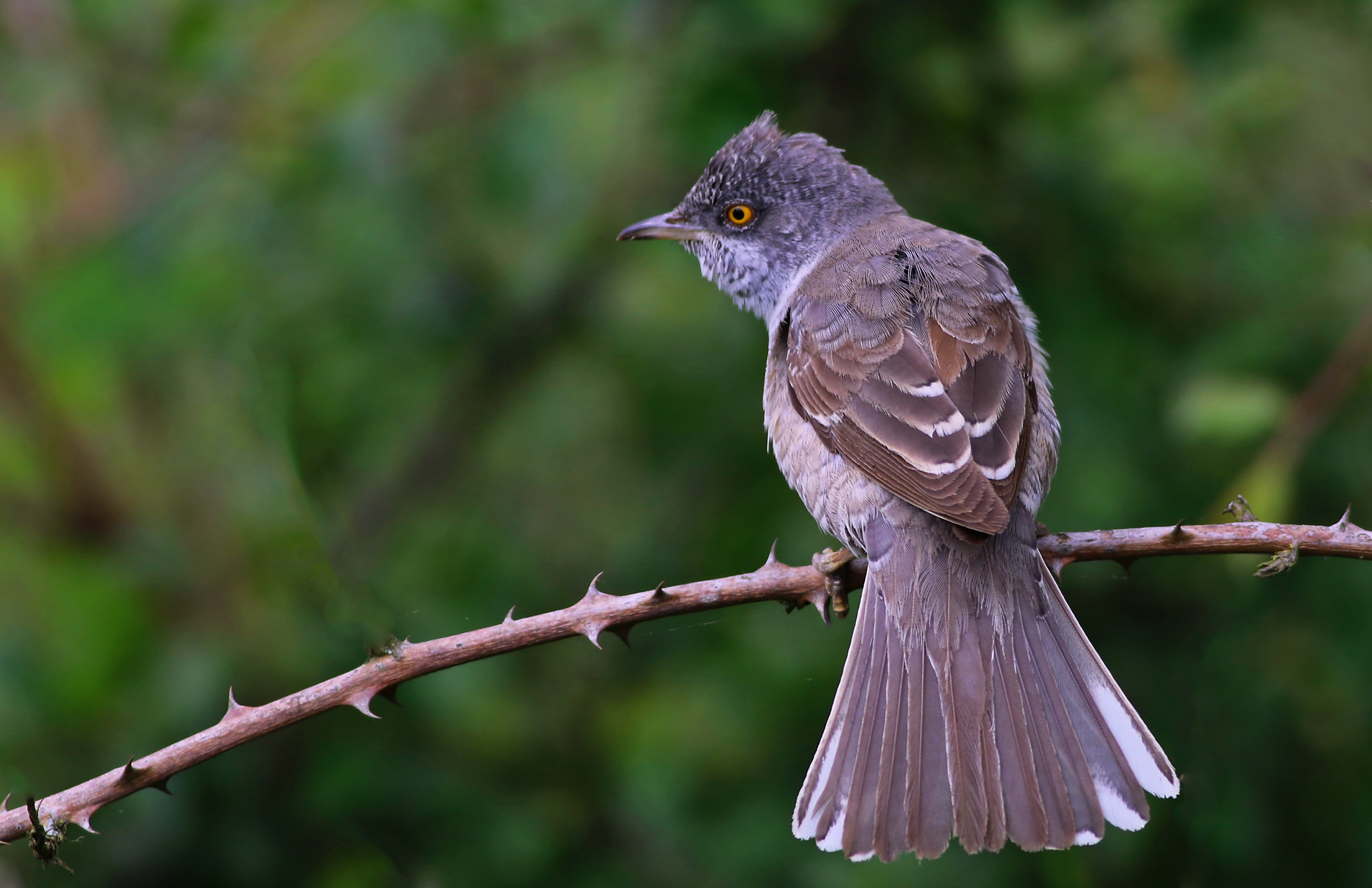 Barred Warbler